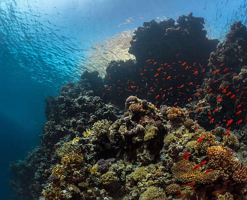 Coral reefs with tiny fish in the Ras Muhammad National Park