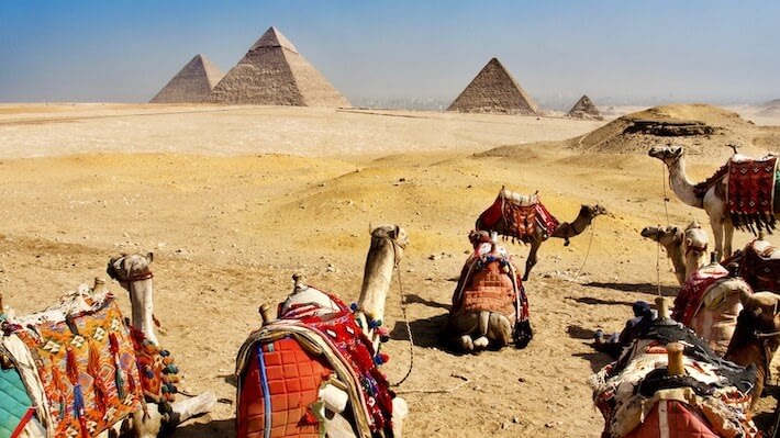 Camels at the Giza Pyramids