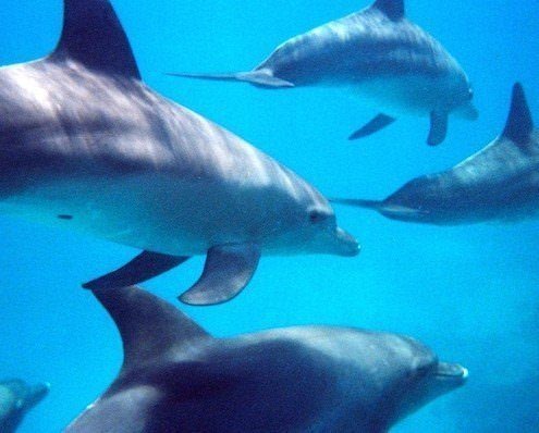 Bottlenose dolphins, Hurghada, Egypt