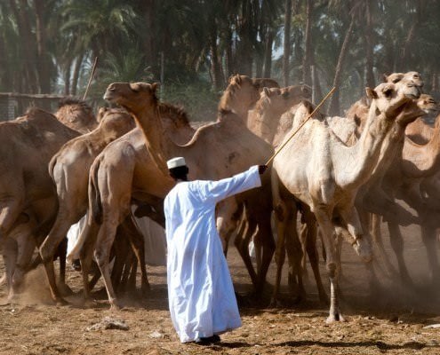 Camel traders at the Darau Camel Market in Aswan