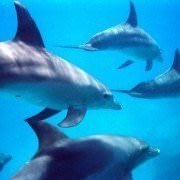 Hurghada Diving - Bottlenose Dolphins Swimming, Hurghada, Egypt