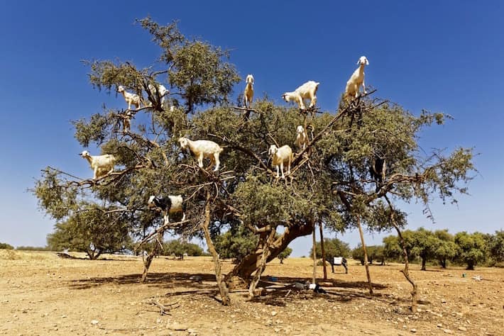 Desert tour from Marrakech - Argan trees and goats on the way between Marrakesh and Essaouira
