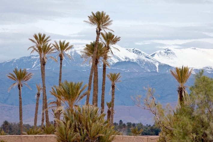 Tours from Marrakech - Palm trees and Atlas Mountains