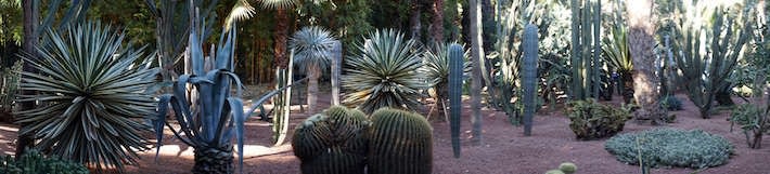 Jardin Majorelle Cactus Garden Marrakech in Morocco