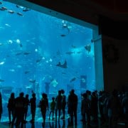 The Lost Chambers Aquarium at Altantis The Palm hotel in Dubai