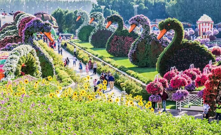 Flower swans in Dubai Miracle Garden