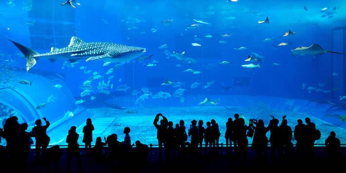 Giant whale shark in Dubai Aquarium and Underwater Zoo
