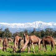 Morocco Tourist Attractions - Group of camels grazing on fresh pasture between the Atlas mountains and Sahara Desert in Morocco
