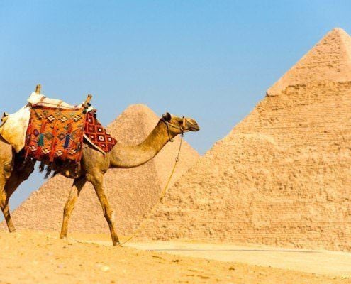 Egypt and Jordan from Canada - Camel walks in front of the Pyramids of Cheops and Khafre at Giza in Cairo