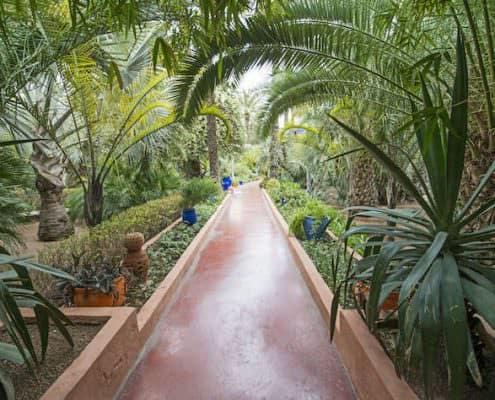 Corridors with cactuses and palm trees in Majorelle Garden.