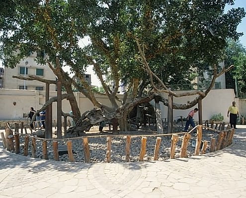 Virgin Mary Tree, Cairo