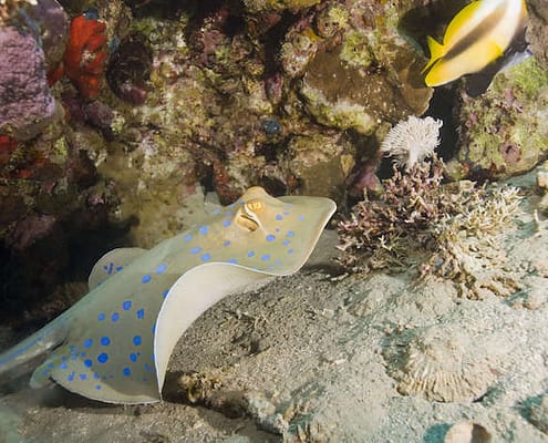Bluespotted stingray (taeniura lymma) swimming close to a tropical coral reef. Naama Bay, Sharm El Sheikh, Red Sea, Egypt