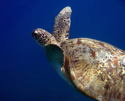Green Turtle, Naama Bay, Sharm El Sheikh, Egypt