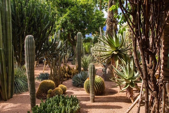 Marrakech Private Tours - Botanical Garden Jardin Majorelle