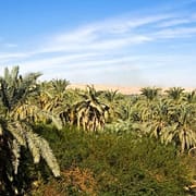 Bahariya Oasis Tour