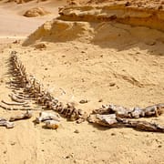 Dorudon Atrox Whale, Wadi Al Hitan