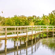 Footbridge in Azraq Wetland Reserve, Jordan