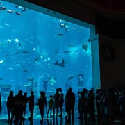 The Lost Chambers Aquarium at Altantis The Palm hotel in Dubai