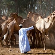 Camel traders at the Darau Camel Market in Aswan