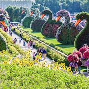 Flower swans in Dubai Miracle Garden