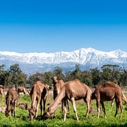 Morocco Tourist Attractions - Group of camels grazing on fresh pasture between the Atlas mountains and Sahara Desert in Morocco