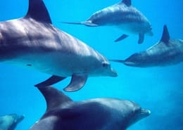 Bottlenose dolphins, Hurghada, Egypt