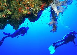 Divers and coral reef, Hurghada, Red Sea