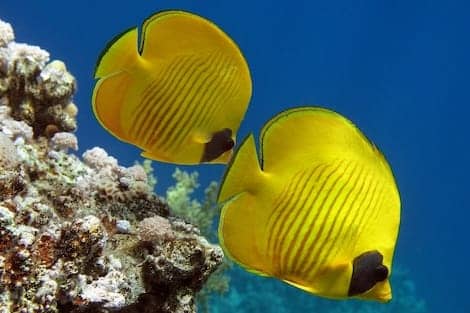 sharm snorkeling