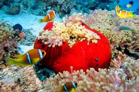 snorkeling egypt sharm el sheikh