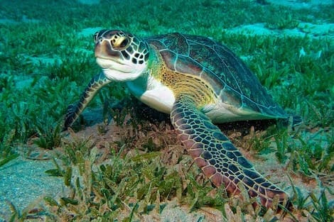 snorkeling a sharm el sheikh