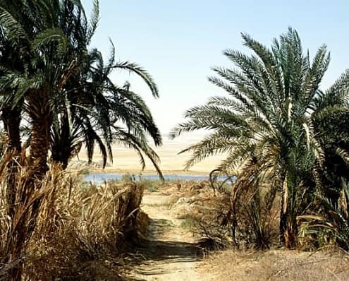 Farafra Oasis Tours