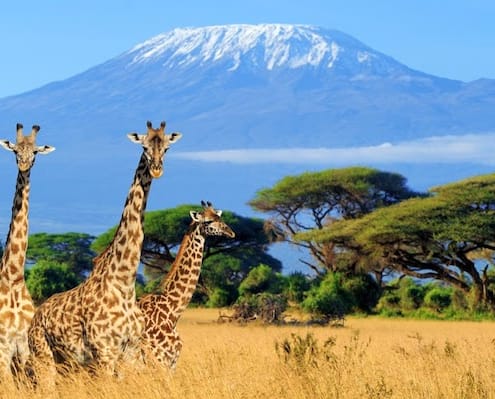 Egypt and Kenya Safari Tour