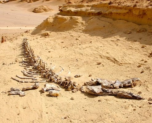 Dorudon Atrox Whale, Wadi Al Hitan