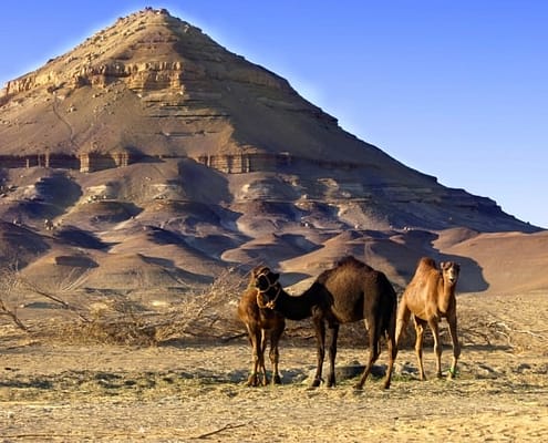 Camels in Bahariya Oasis