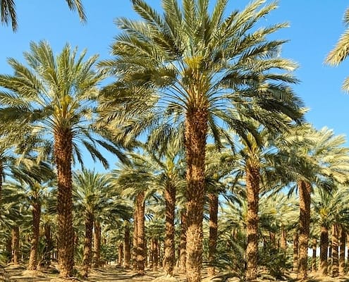 Fayoum Oasis, Sahara