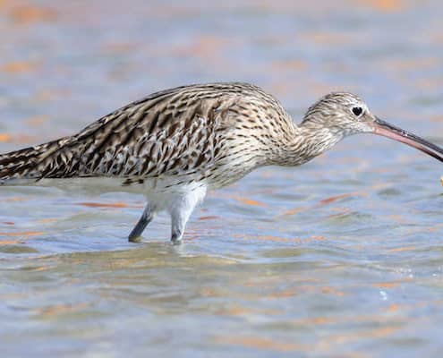 Eurasian Curlew (Numenius arquata) caught a crab at Red Sea beach in Nabq National Park