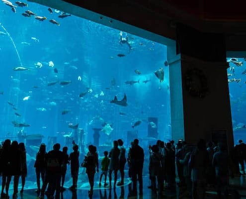 The Lost Chambers Aquarium at Altantis The Palm hotel in Dubai