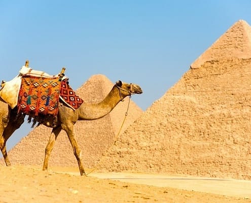Egypt and Jordan from Canada - Camel walks in front of the Pyramids of Cheops and Khafre at Giza in Cairo
