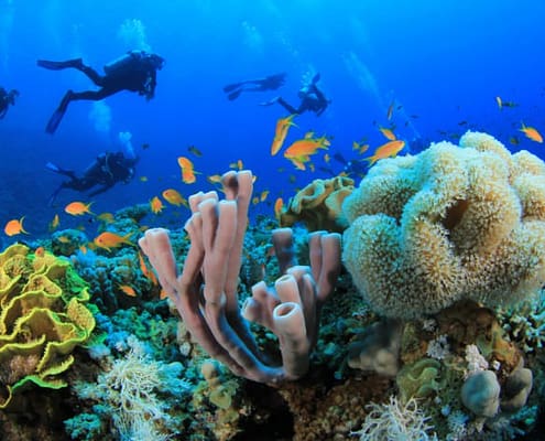 Sharm El Sheikh Diving Holidays