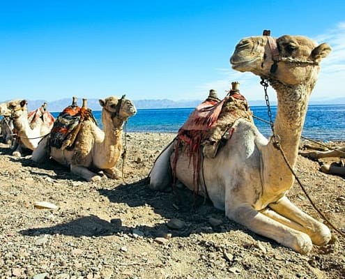 Dahab Tours