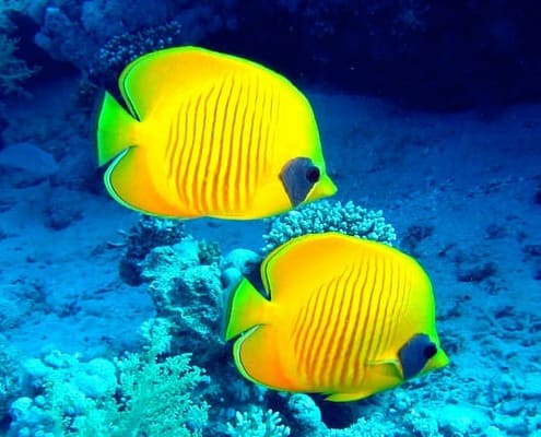 Marsa Alam Diving Holidays