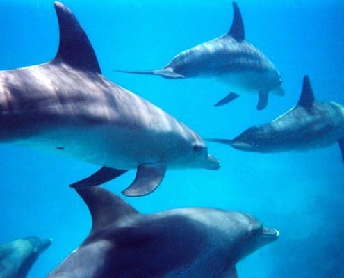 Hurghada Diving - Bottlenose Dolphins Swimming, Hurghada, Egypt