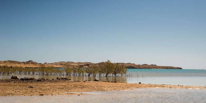 Mangrove channel in Ras Mohammed National Park