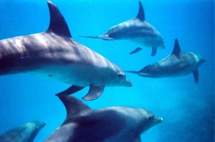 Hurghada Diving - Bottlenose Dolphins Swimming, Hurghada, Egypt