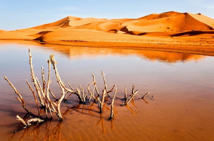 Dry plant in desert lake; Erg Chebbi, Merzouga, Marocco