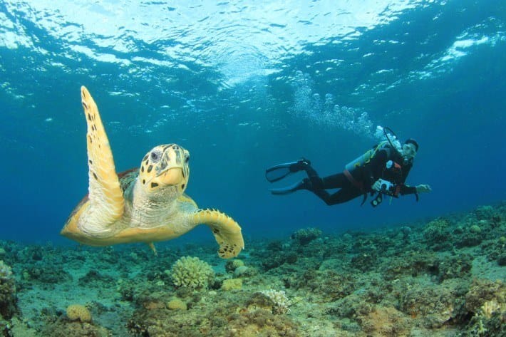 Red Sea Diving Holiday Packages