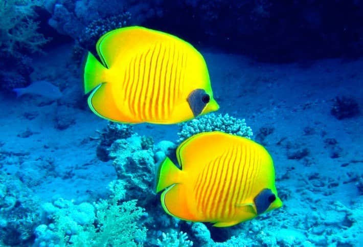 Marsa Alam Diving Holidays