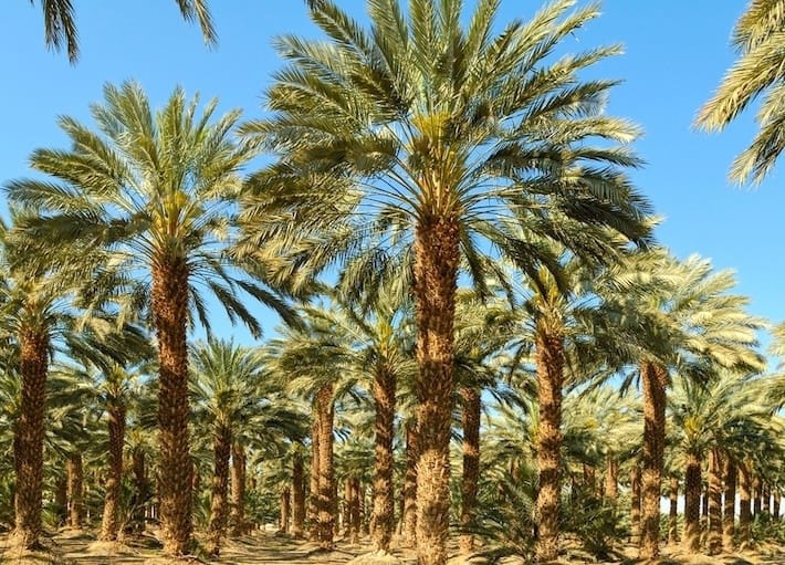 Fayoum Oasis, Sahara