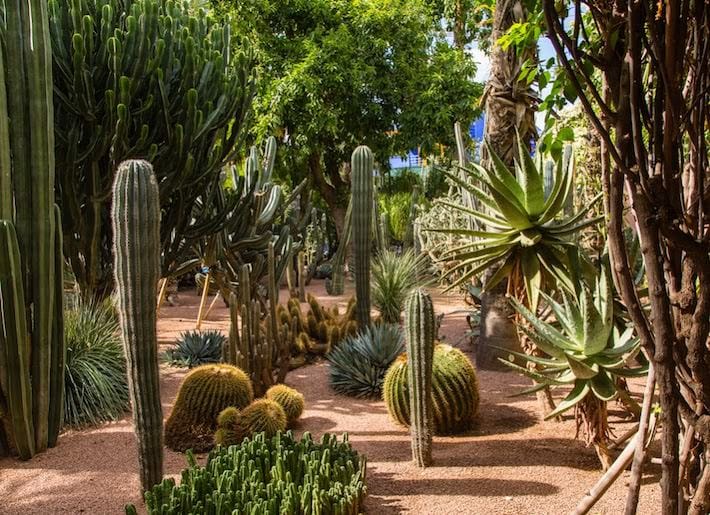 Botanical garden Jardin Majorelle in Marrakesh (Morocco)