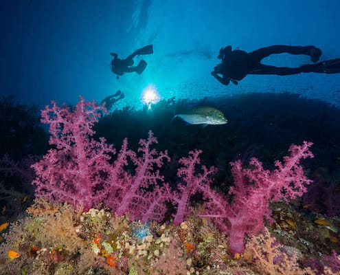 Divers passing over soft coral. Ras Muhammad National Park, Red Sea